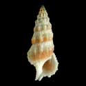 To Conchology (Cerithium columna RED)