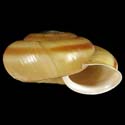 To Conchology (Chilostoma zonatum)