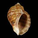 To Conchology (Nucella emarginata)