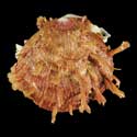 To Conchology (Spondylus ictericus BROWN)