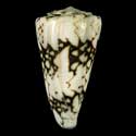 To Conchology (Conus vidua SPECIAL COLOR)