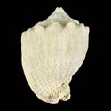 To Conchology (Cassis cornuta FOSSIL)