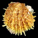 To Conchology (Spondylus tenellus)