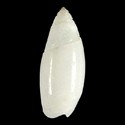 To Conchology (Olivella alba)