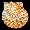 To Conchology (Leptopecten latiauratus SPECIAL COLOR)