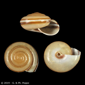 Elaphroconcha javacensis