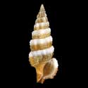 To Conchology (Cerithium balteatum WHITE & BROWN)