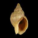 To Conchology (Buccinum undatum YOUNG)