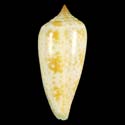 To Conchology (Phasmoconus cinereus SPECIAL COLOR)