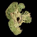 To Conchology (Chicoreus brunneus NATURAL)