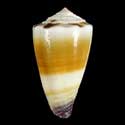 To Conchology (Lividoconus sugillatus SPECIAL COLOR)