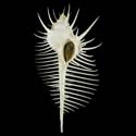 To Conchology (Murex pecten ALBINO)