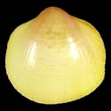 To Conchology (Fulvia boholensis YELLOW)