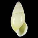 To Conchology (Amphidromus chloris WHITE - CREAM - YELLOW)