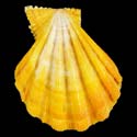 To Conchology (Manupecten pesfelis YELLOW LARGE)