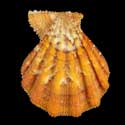 To Conchology (Manupecten pesfelis ORANGE)