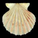 To Conchology (Aequipecten tehuelchus madrynensis)