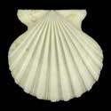 To Conchology (Aequipecten tehuelchus madrynensis ALBINO)