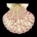 To Conchology (Aequipecten tehuelchus madrynensis PINK)