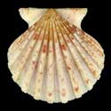 To Conchology (Aequipecten tehuelchus madrynensis BROWN)