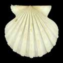 To Conchology (Aequipecten tehuelchus madrynensis ALBINO)