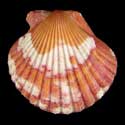 To Conchology (Aequipecten commutatus commutatus SPECIAL COLOR)