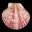 To Conchology (Aequipecten commutatus commutatus PURPLE)