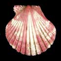 To Conchology (Aequipecten commutatus commutatus PURPLE)