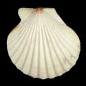 To Conchology (Aequipecten commutatus commutatus WHITE)