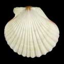 To Conchology (Aequipecten commutatus commutatus WHITE)