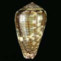 To Conchology (Pionoconus nigropunctatus)