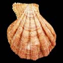 To Conchology (Manupecten pesfelis LARGE)