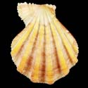 To Conchology (Manupecten pesfelis SUNRAY)