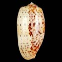 To Conchology (Textilia bullata DWARF)