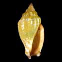 To Conchology (Canarium wilsonorum YELLOW)