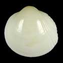 To Conchology (Fulvia australis WHITE)