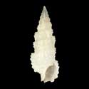 To Conchology (Cerithium scobiniforme)