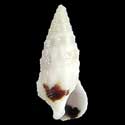 To Conchology (Cerithium egenum)