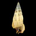 To Conchology (Cerithium balteatum BROWN)