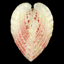 To Conchology (Lunulicardia retusa cf.)