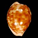 To Conchology (Cypraeovula castanea latebrosa)