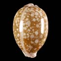 To Conchology (Callistocypraea nivosa)