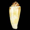 To Conchology (Pionoconus magus MAYA FREAK)