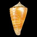 To Conchology (Lividoconus floridulus PERIO)