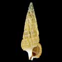 To Conchology (Cerithium balteatum BROWN)