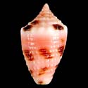 To Conchology (Virroconus judaeus YOUNG)