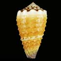 To Conchology (Lividoconus muriculatus GRANULATEGRANULATE)