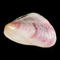 To Conchology (Modiolus philippinarum PINK)