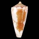 To Conchology (Darioconus omaria YOUNG)