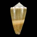 To Conchology (Lividoconus lividus LARGE)